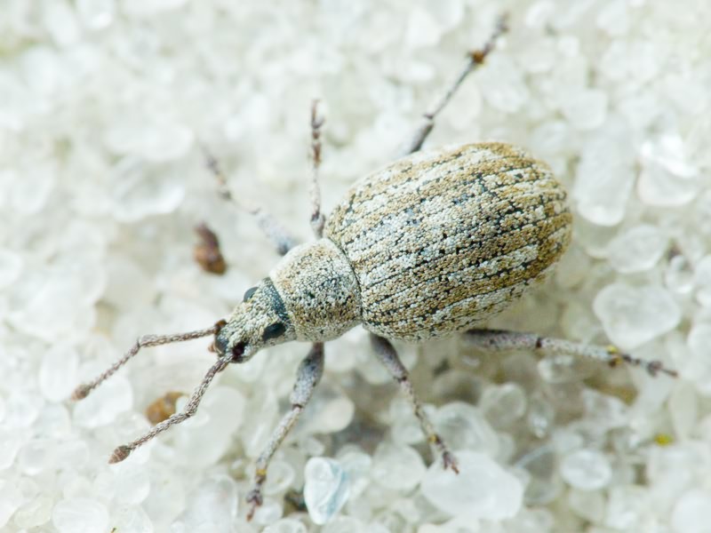 Peritelus familiaris Boheman, 1834